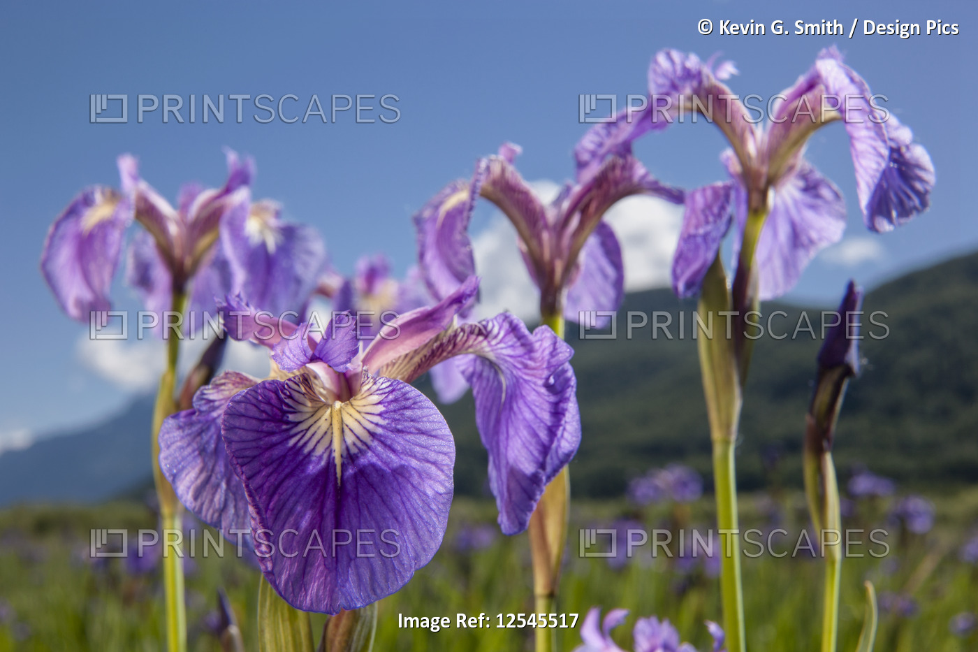 A perennial Iris and it's deep purple petals photographed on the Palmer ...