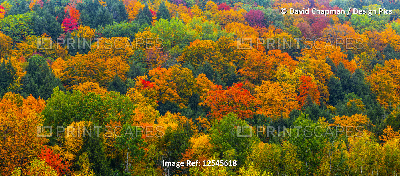 Vibrant autumn coloured foliage in a forest of deciduous trees; Fulford, ...