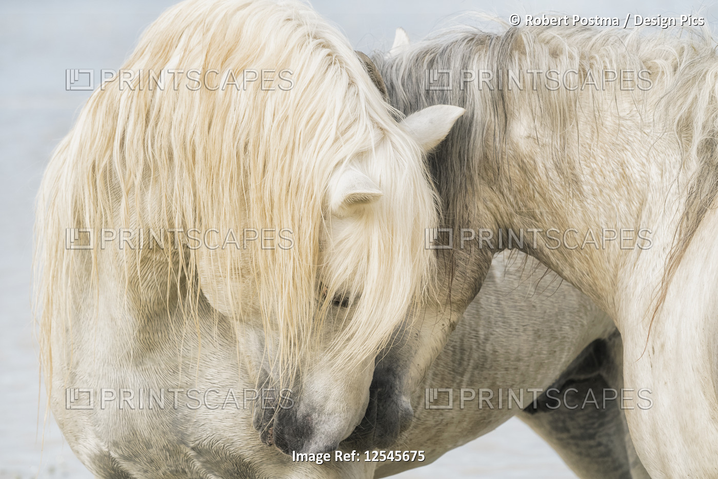 Camargue horses nuzzling each other; Camargue, France
