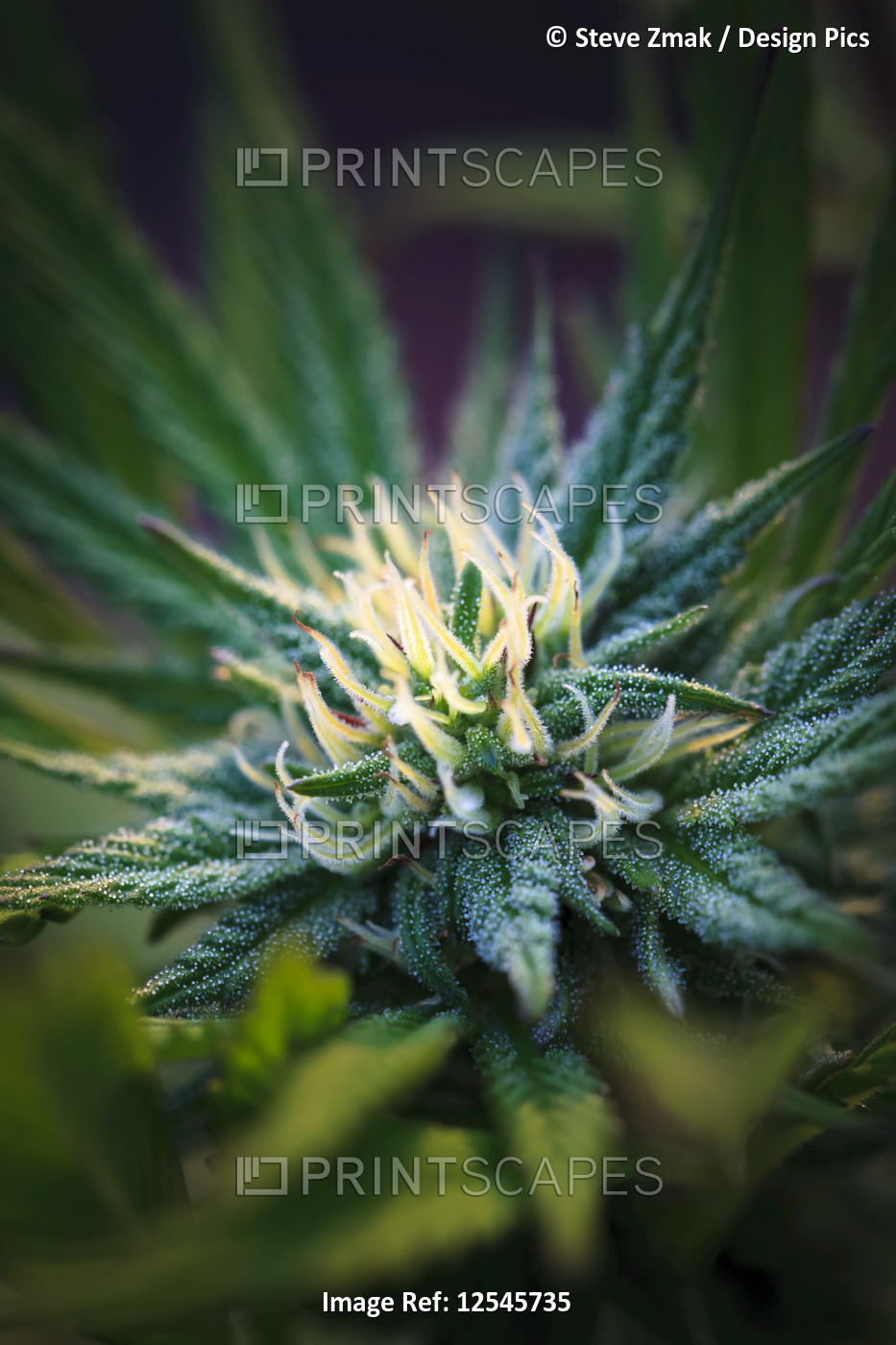 Close-up of a maturing cannabis plant and flower with visible trichomes; ...