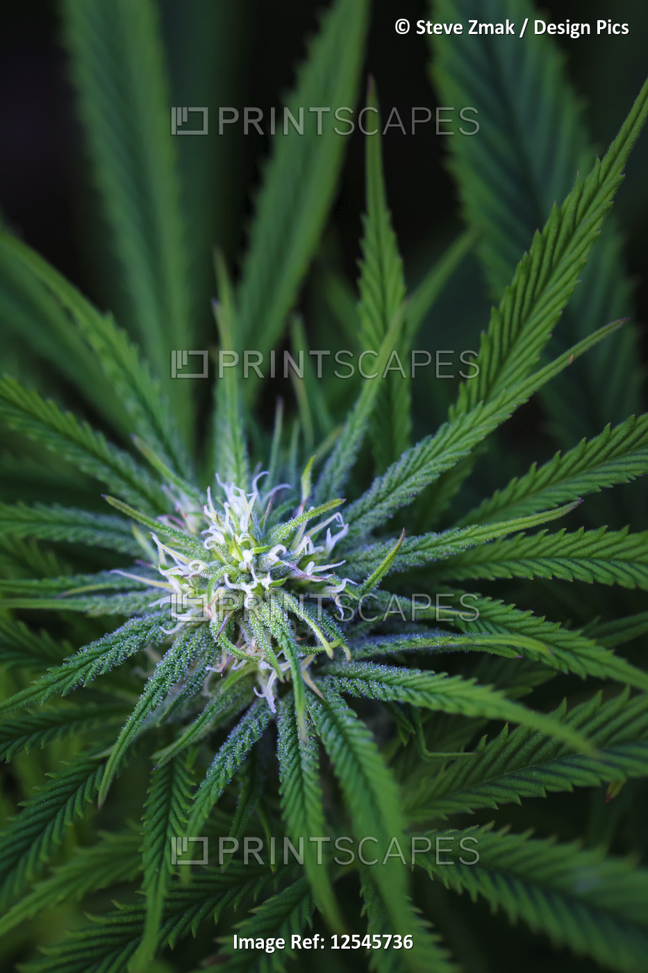 Close-up of a maturing cannabis plant and flower with visible trichomes; ...