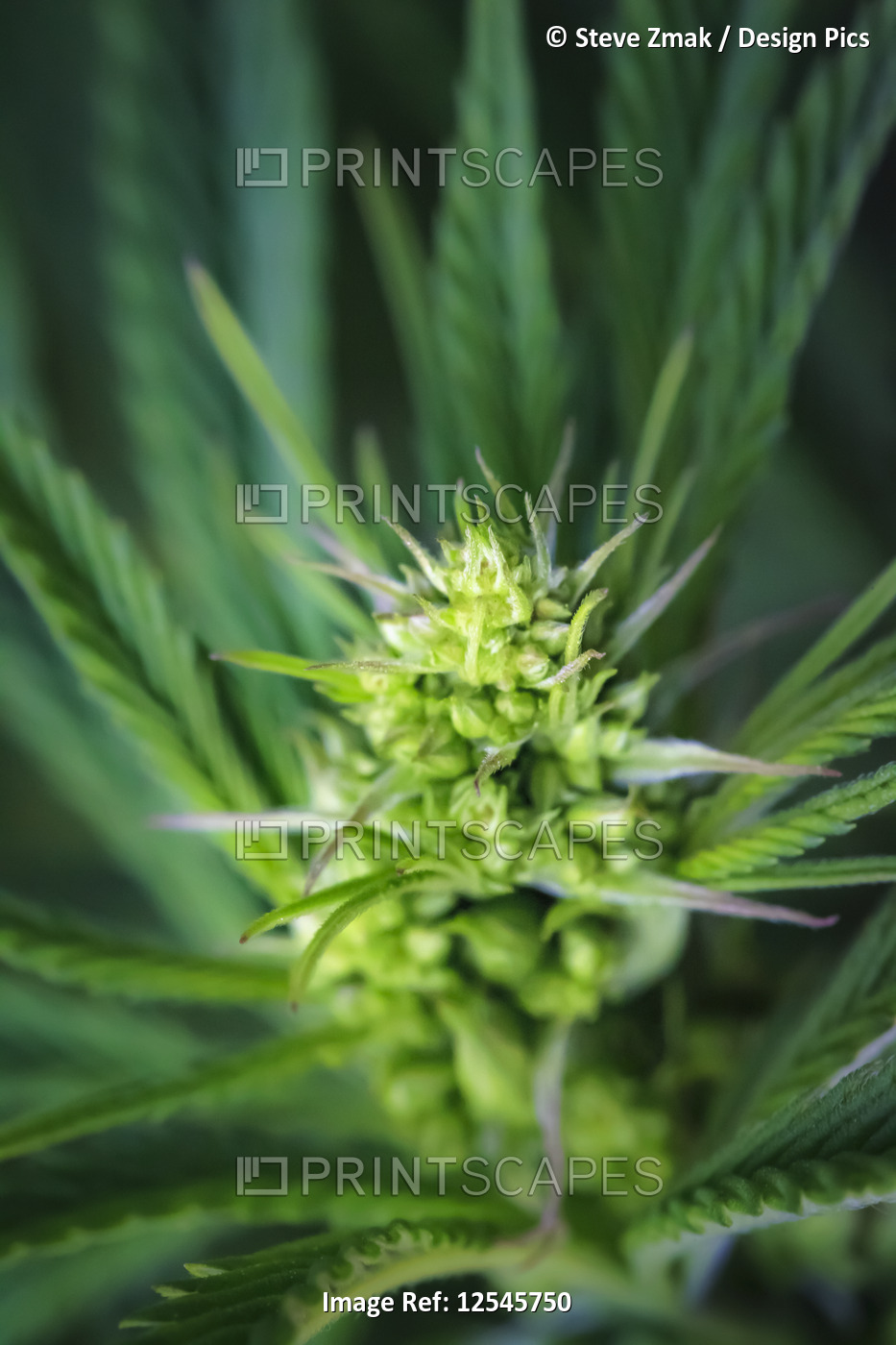 Close-up of a young male cannabis plant, flower and seeds; Marina, California, ...
