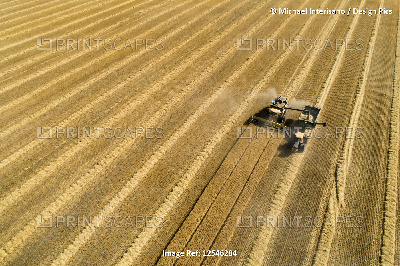 Aerial view of combine harvesting a golden wheat field filling bin pulled by a ...