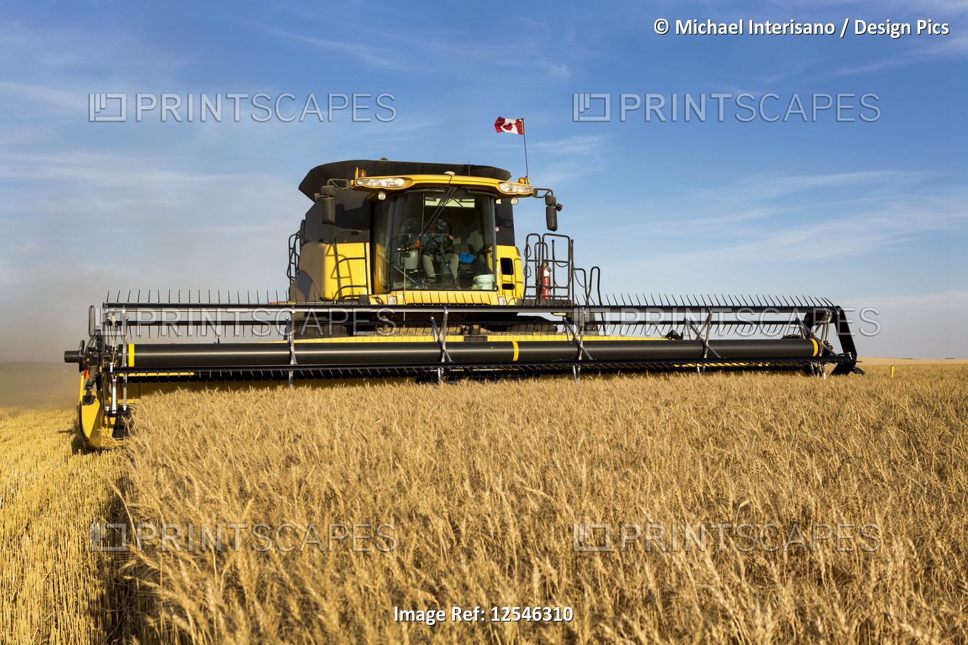 Combine harvesting a golden wheat field; Beiseker, Alberta, Canada