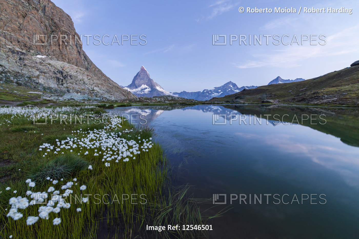 Cotton grass on the shore of lake Riffelsee with Matterhorn in the background, Zermatt, canton of Va