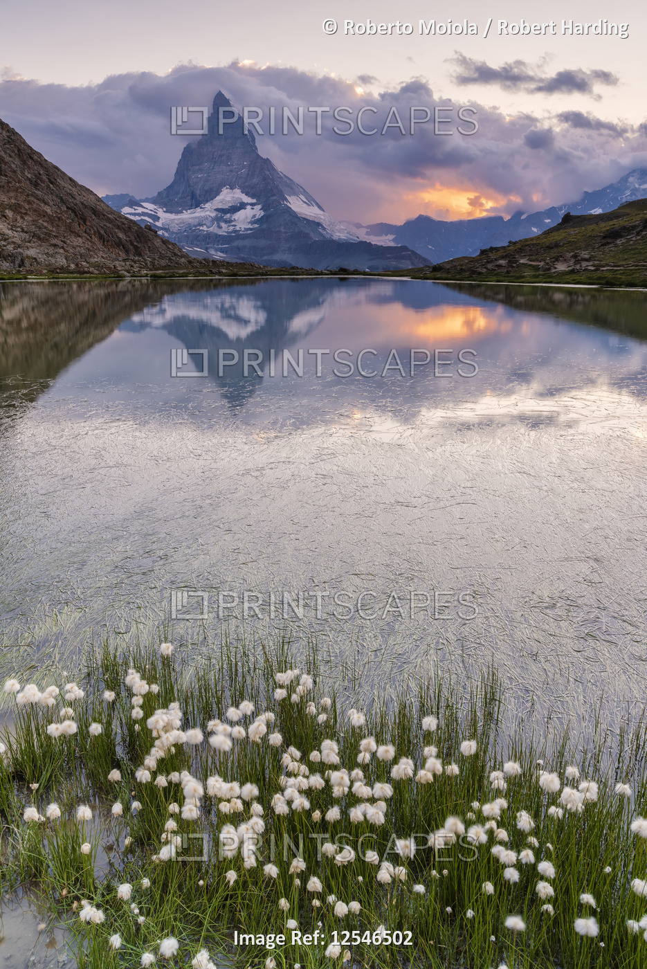 Cotton grass on the shore of lake Riffelsee with Matterhorn in the background, Zermatt, canton of Va