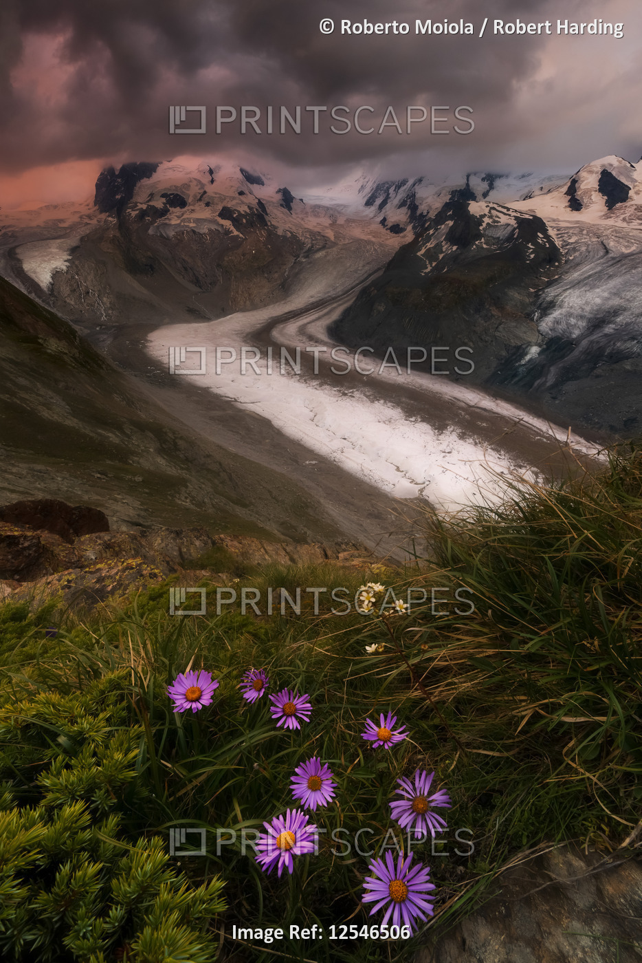 Wild flowers on rocks with Monte Rosa glacier on background, Zermatt, canton of Valais, Switzerland