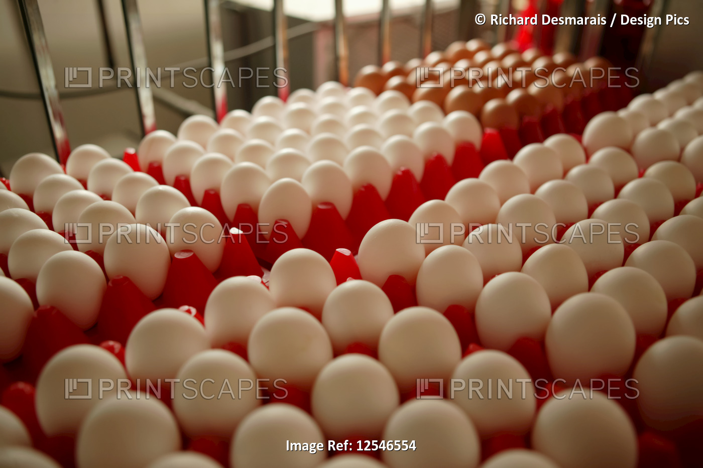 Fresh eggs in red plastic divided cartons; Canada