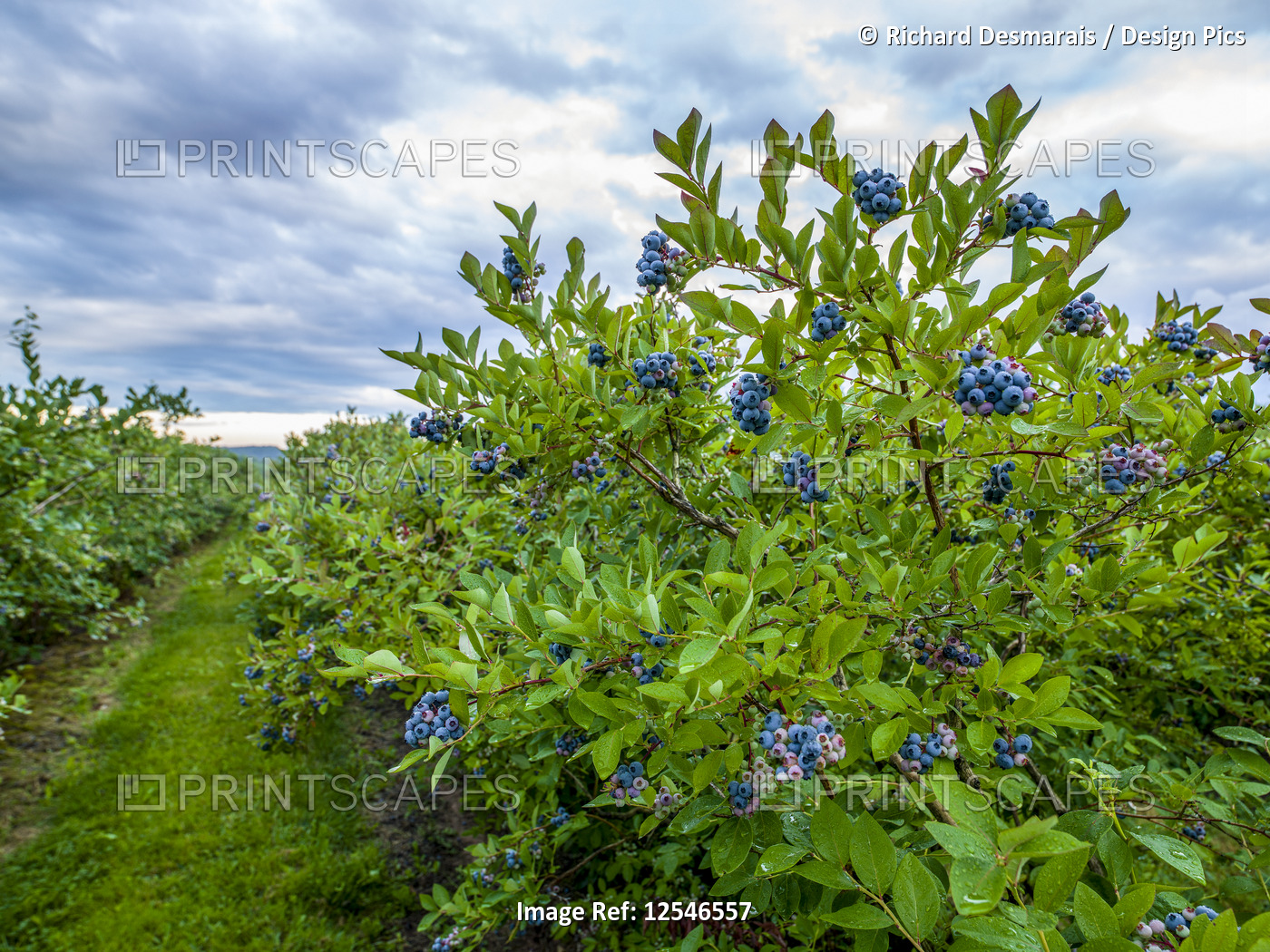 Blueberries ripening on bushes; Nova Scotia, Canada