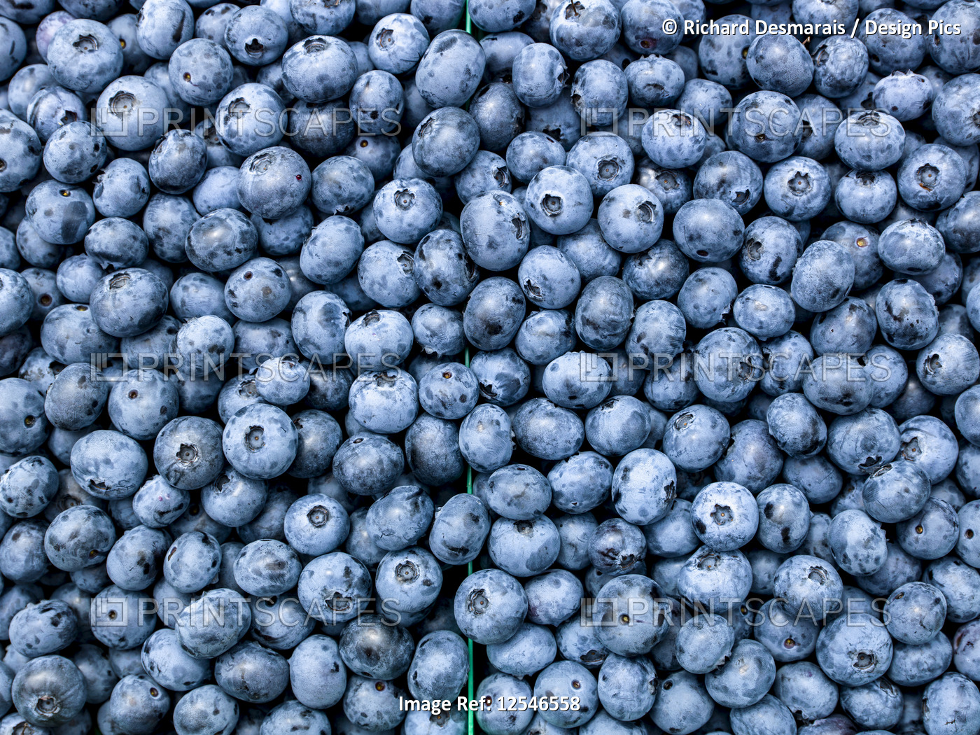 Close-up of fresh picked blueberries; Nova Scotia, Canada