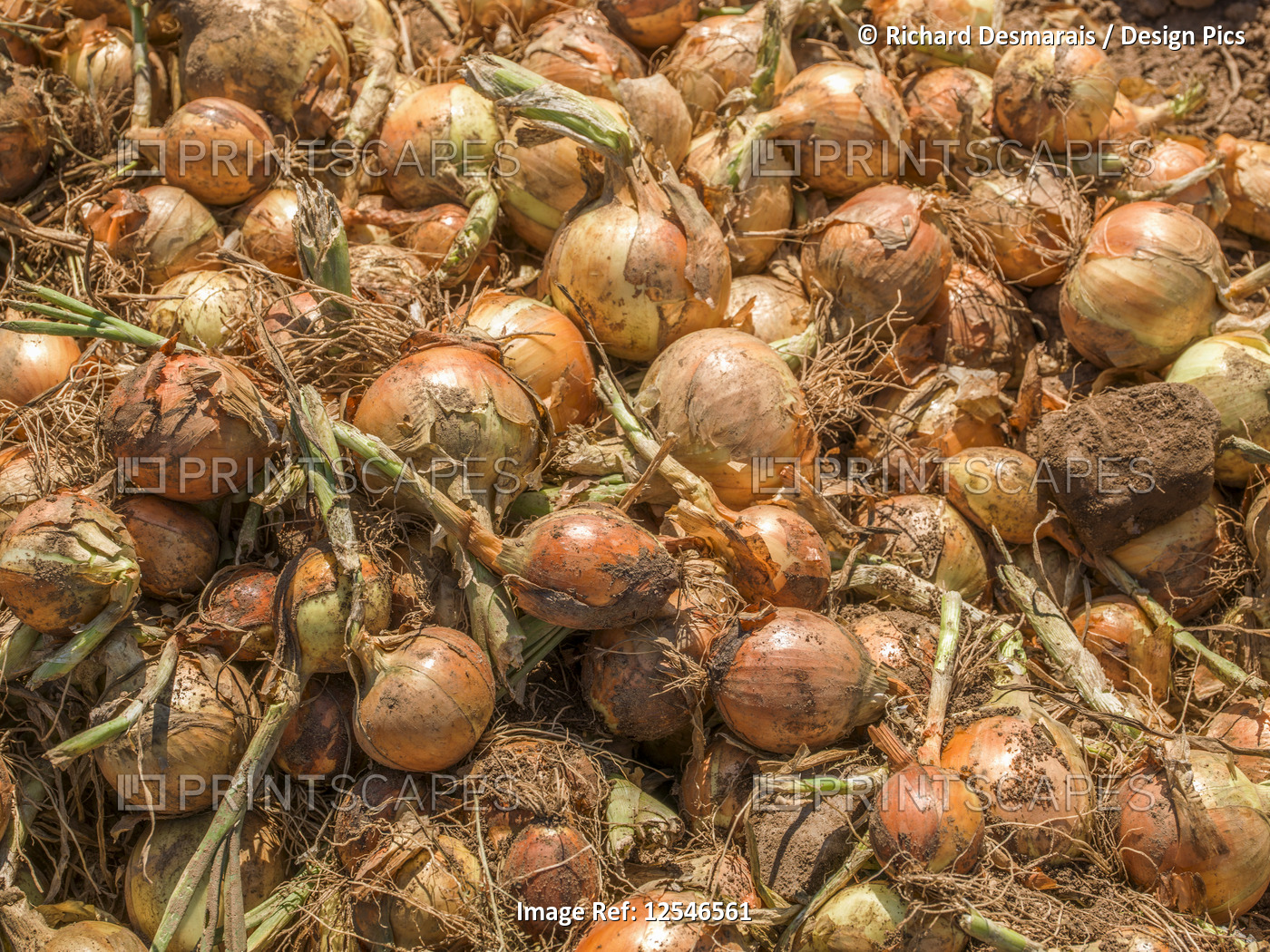 Fresh harvested onions; Nova Scotia, Canada