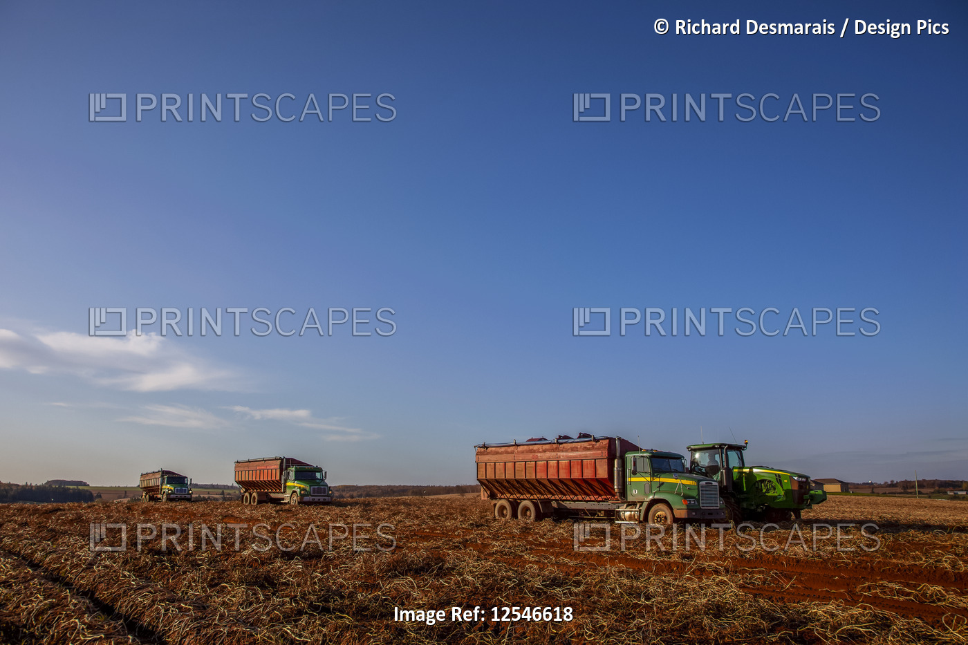 Trucks and farm equipment on the red soil during a potato harvest; Prince ...