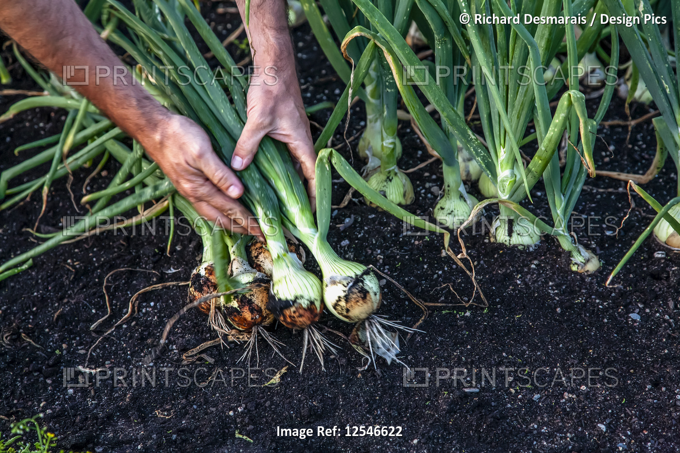 Farmer's hands hold harvested scallions; Nova Scotia, Canada