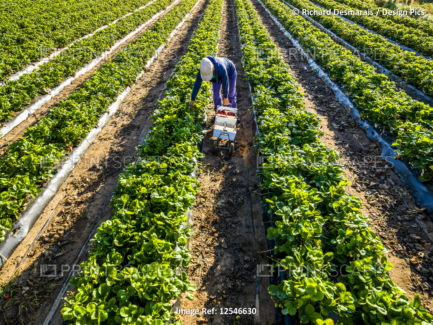 Working picking strawberries in a field; Nova Scotia, Canada