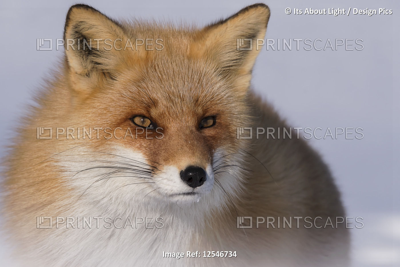 Red Fox (Vulpes vulpes); Hokkaido, Japan