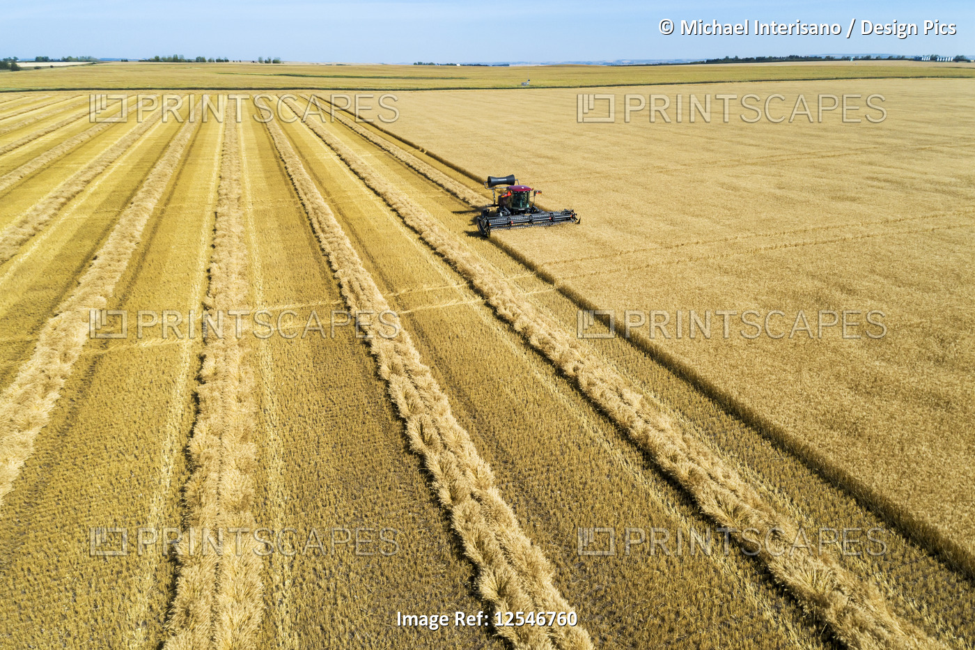 Aerial view of a swather cutting a golden barley field with blue sky; Beiseker, ...