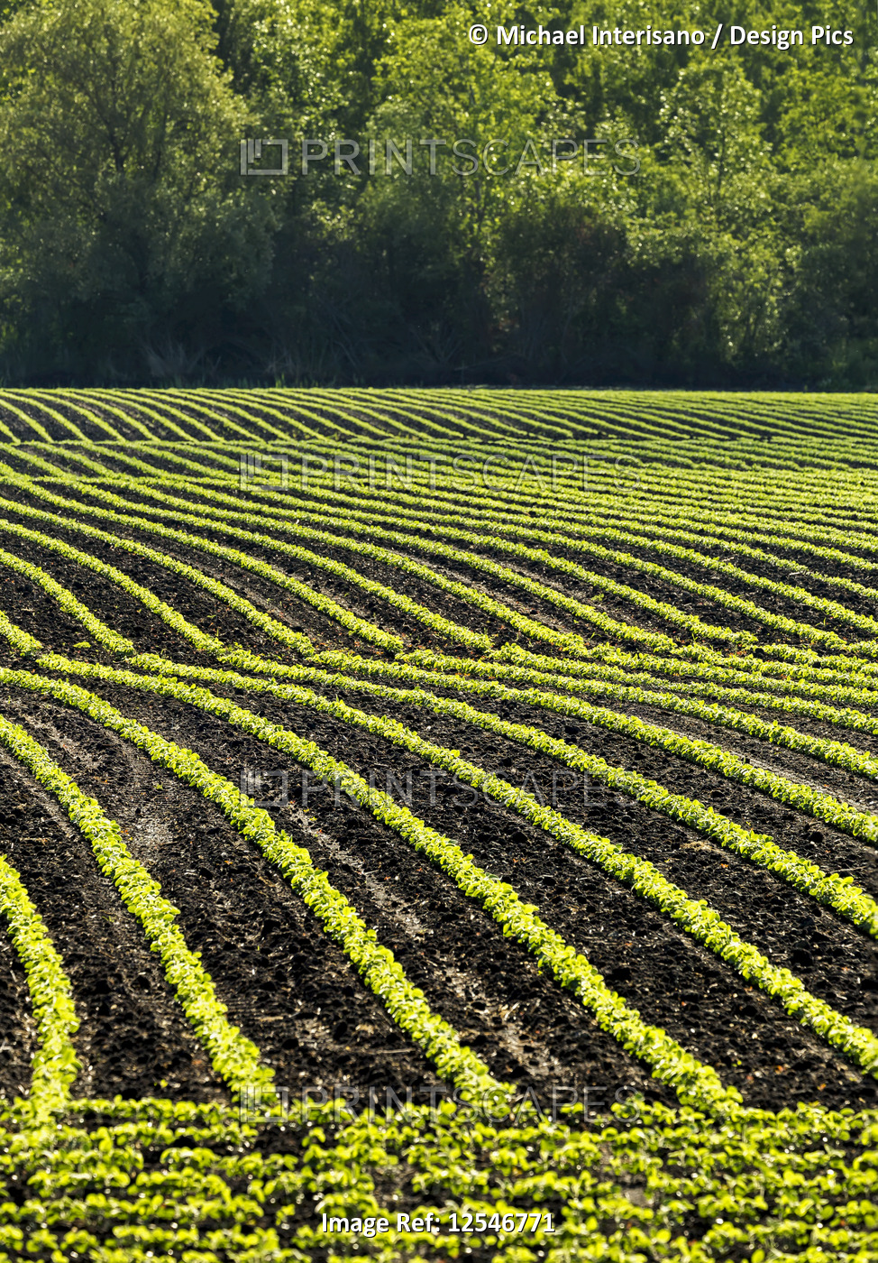 Rows of young soybean plants in a rolling field glowing with the light of early ...