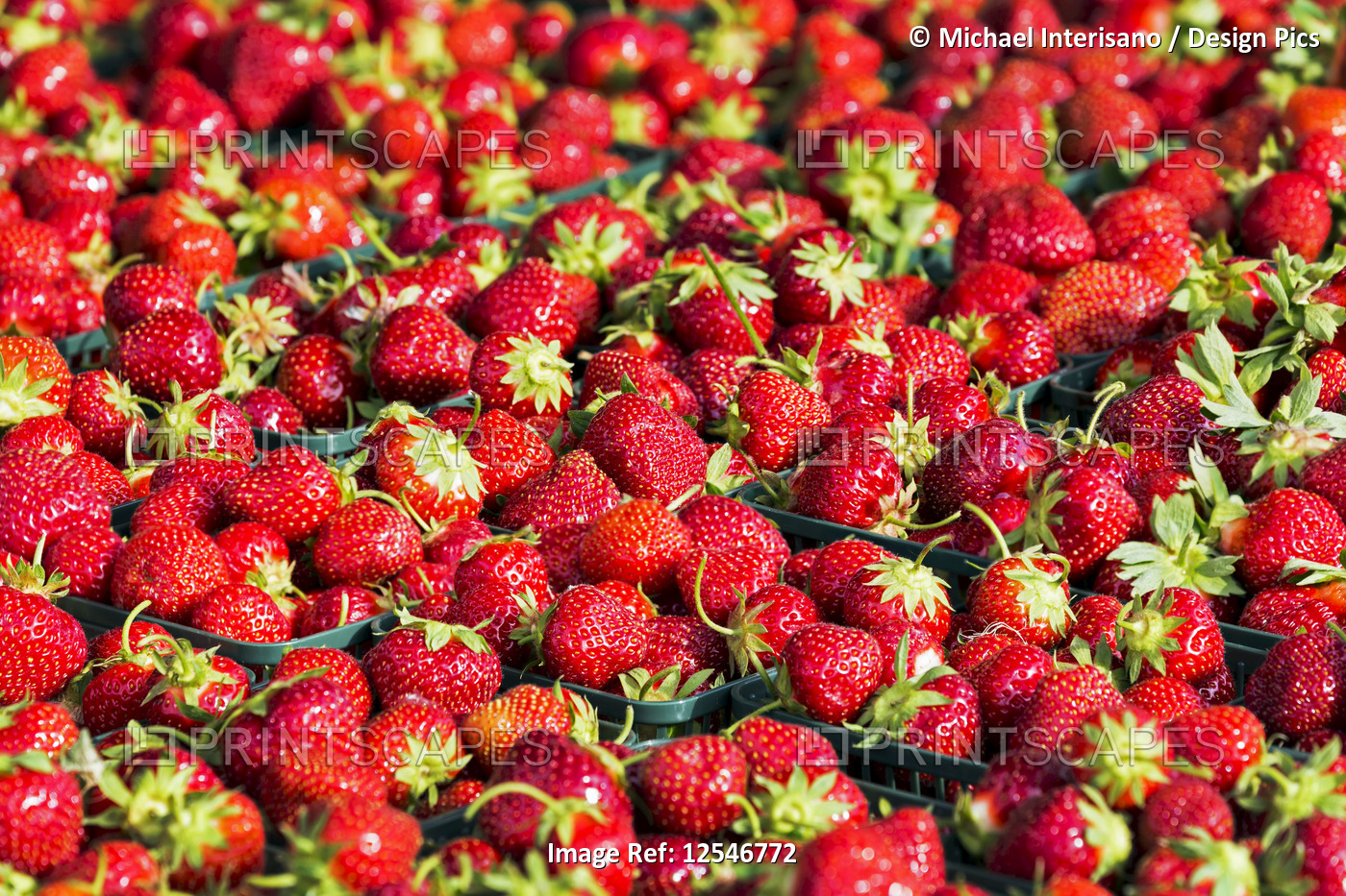 Close-up of baskets of fresh picked strawberries; Port Colborne, Ontario, Canada