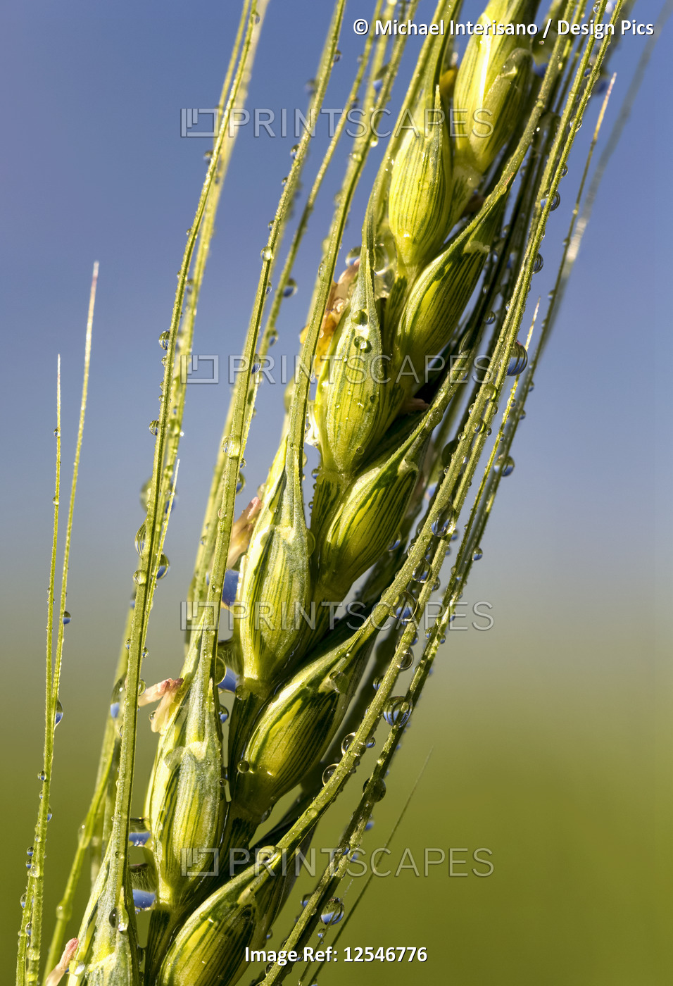 Close-up of the head of a green wheat head in a field with water droplets and ...