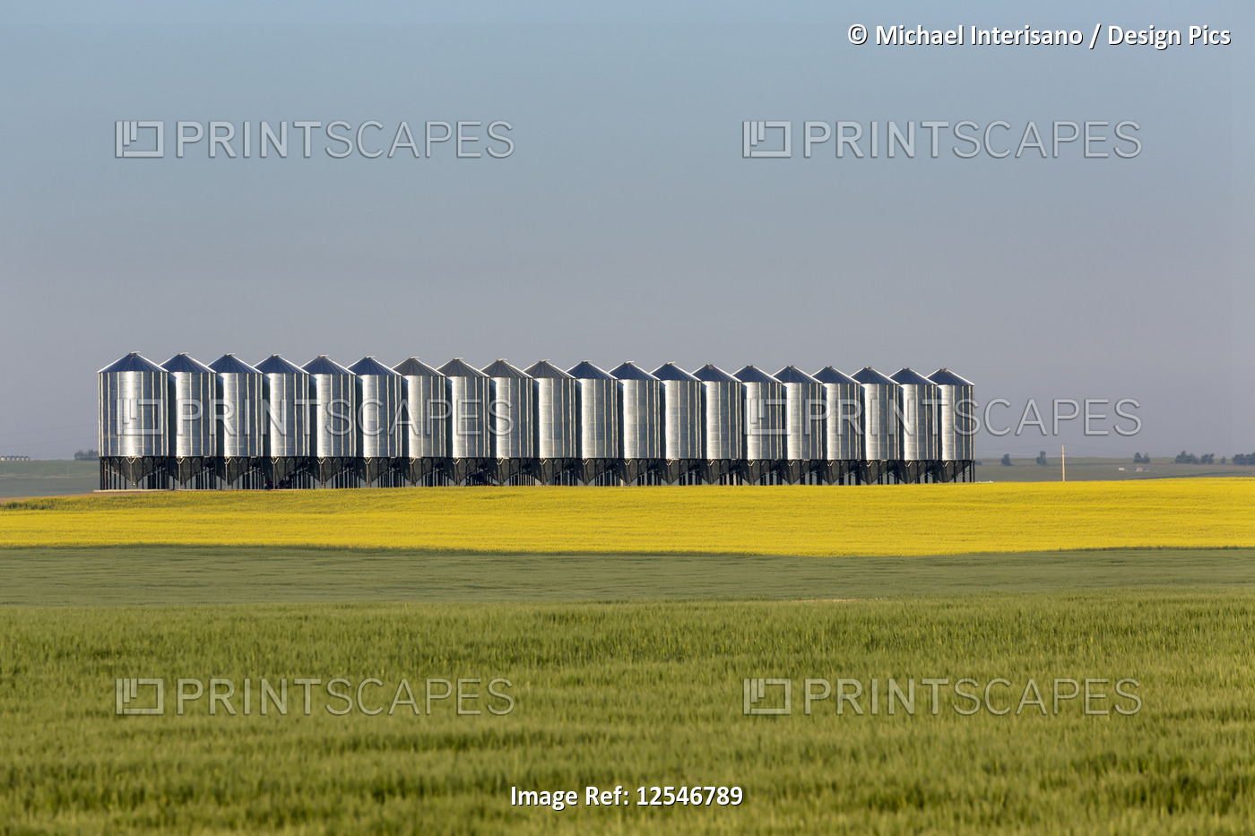 Large metal grain bins in a row in a flowering canola field and a green grain ...