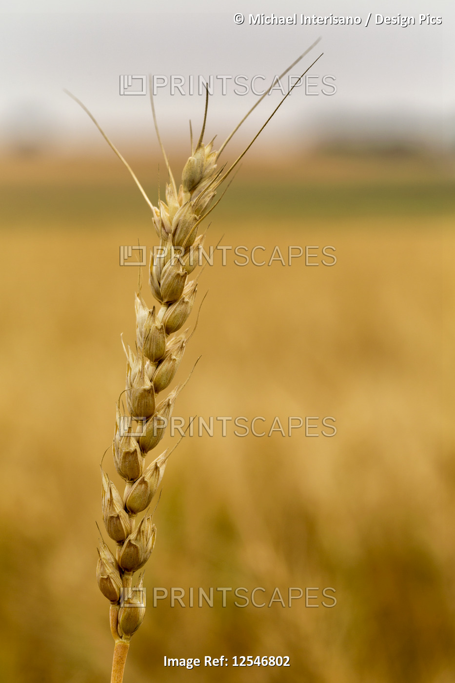 Close-up of golden wheat head in a field, South of Calgary; Alberta, Canada
