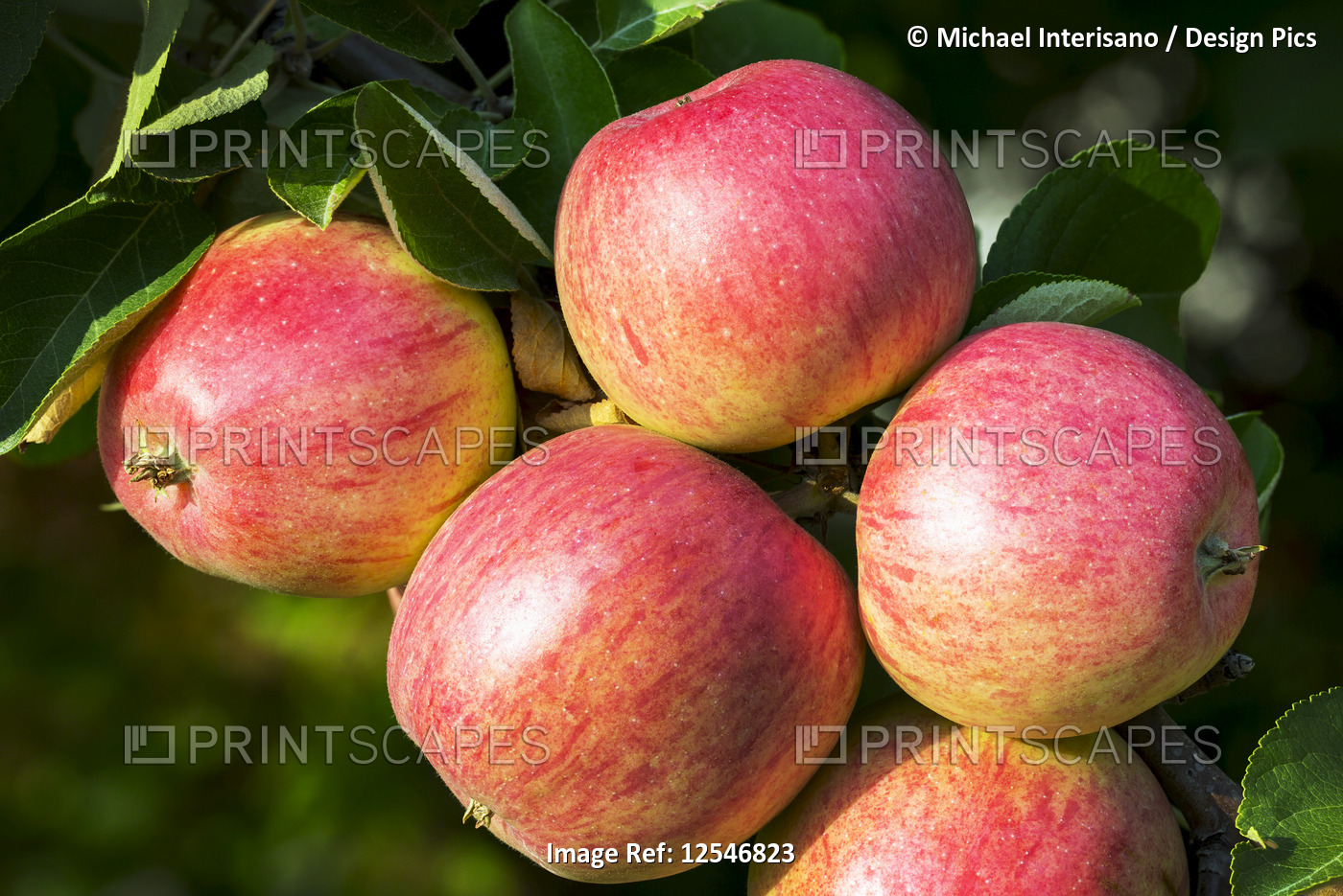 Close-up of a group of red apples on an apple tree; Calgary, Alberta, Canada