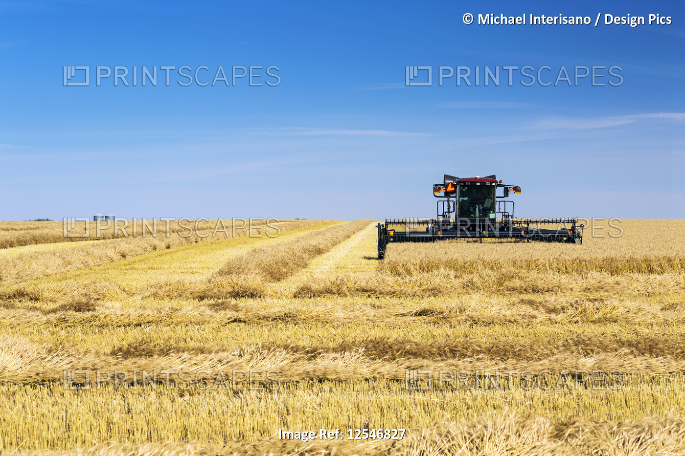 Swather cutting a golden barley field with blue sky; Beiseker, Alberta, Canada