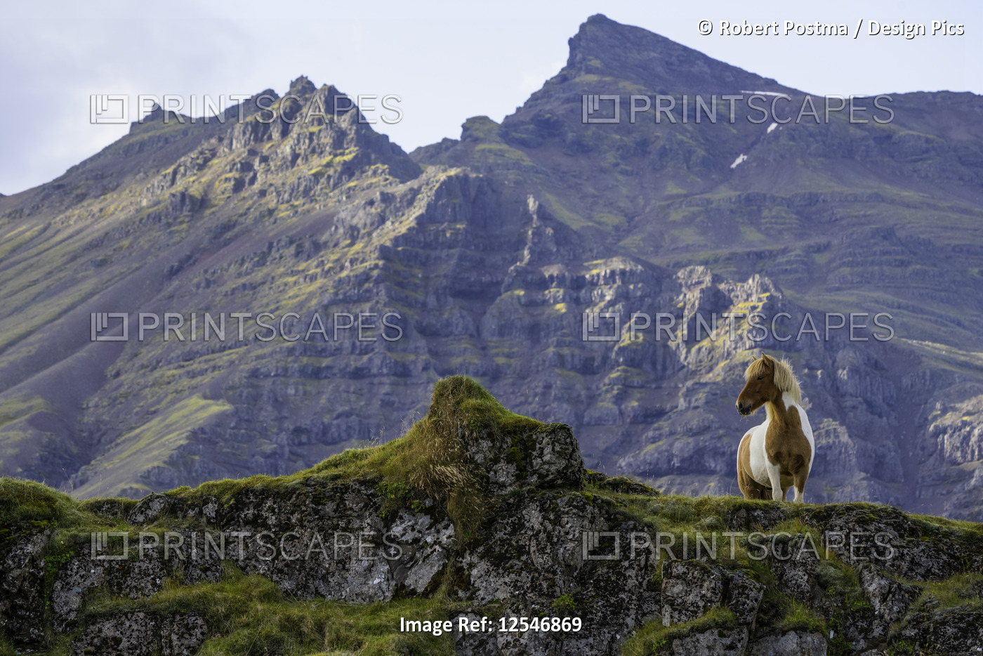 Icelandic horse in the rugged landscape of Iceland; Iceland