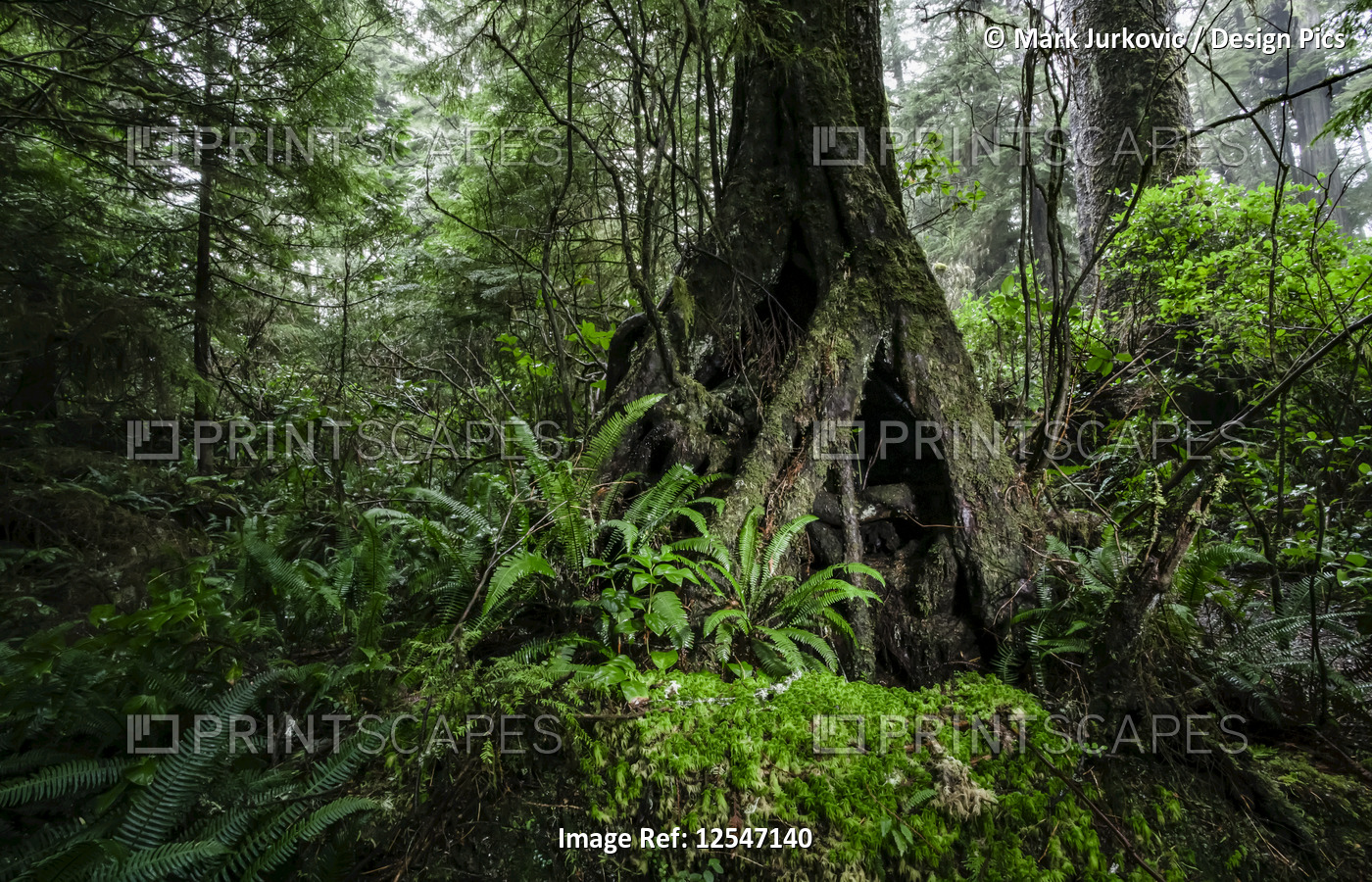 Rainforest on the Wild Pacific Trail; Ucluelet, British Columbia, Canada