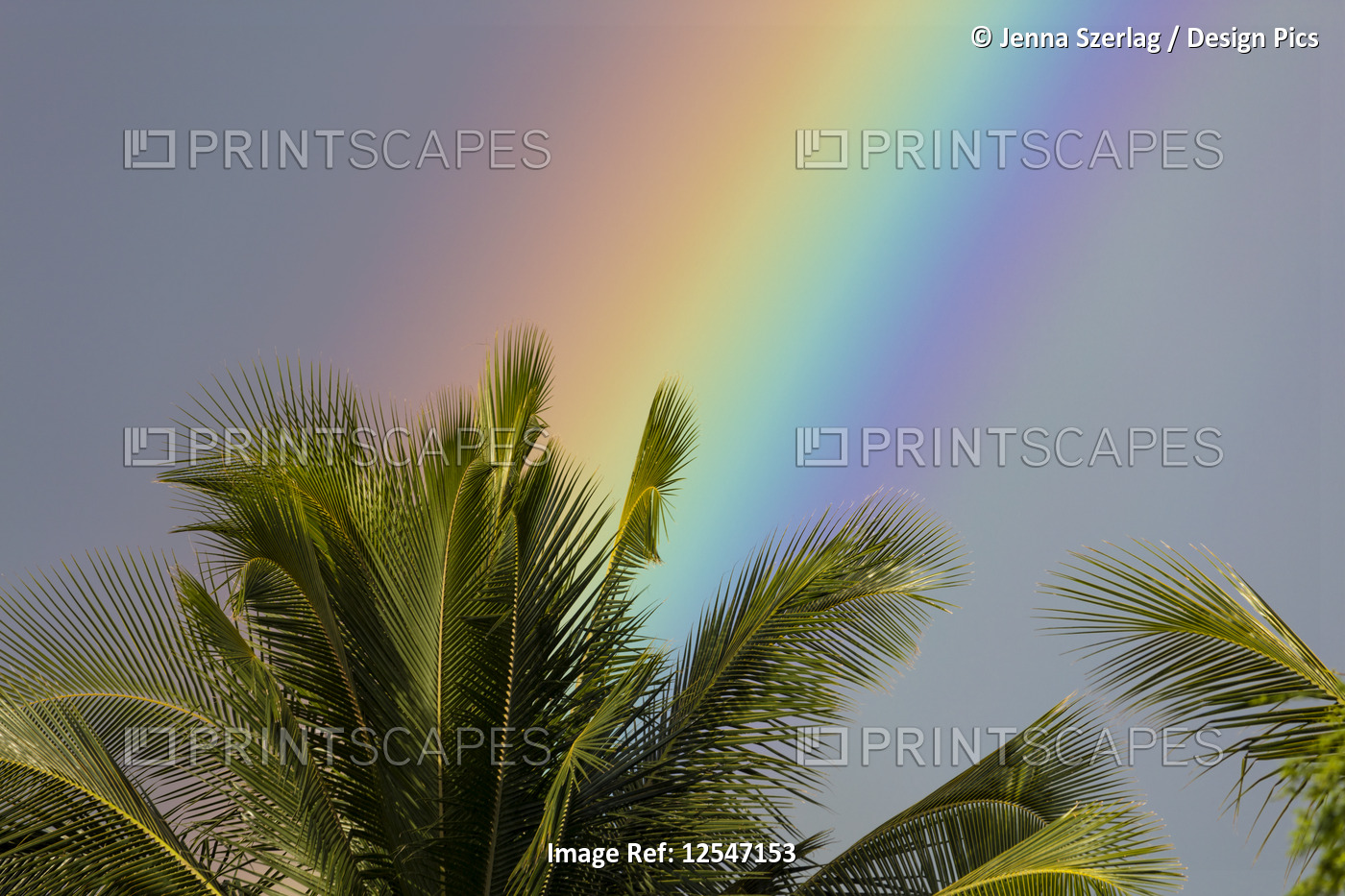 Closeup Of A Rainbow Behind A Palm Tree, Wailea, Maui, Hawaii USA