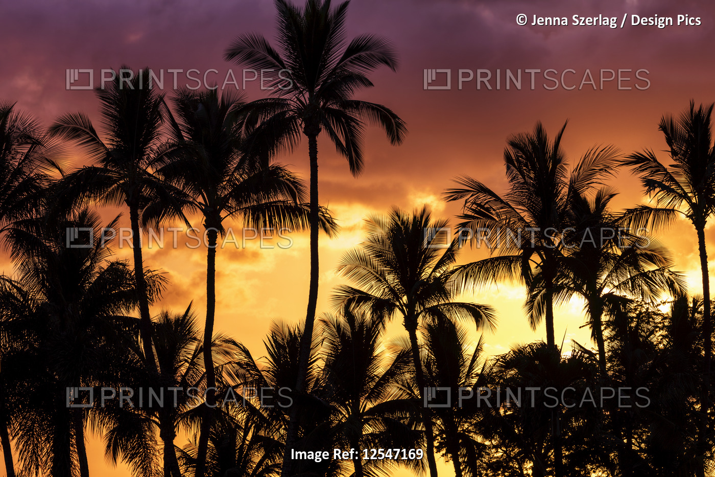 Bright Colorful Sky With Palm Tree Silhouette, Wailea, Maui, Hawaii USA 