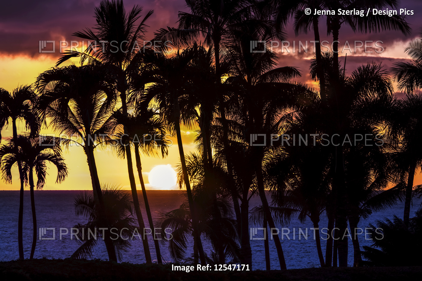 The Sun Setting Through Silhoutted Palm Trees In Wailea, Maui, Hawaii USA