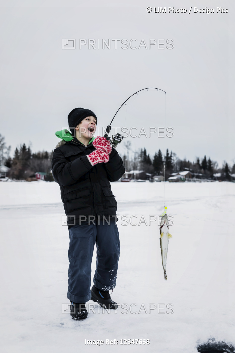 A young boy catching a Walleye while ice fishing on Lake Wabamum during a ...