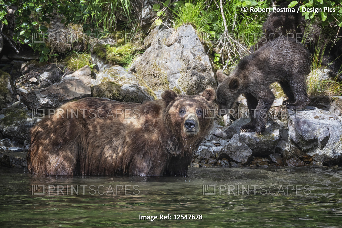 Grizzly bear (Ursus arctos horribilus) and her cub in Taku River; Atlin, ...