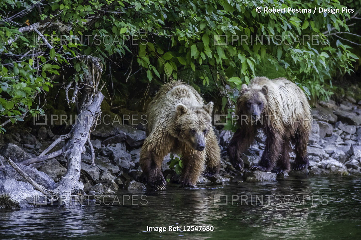 Grizzly bears (Ursus arctos horribilus) along the shore of Taku River; Atlin, ...