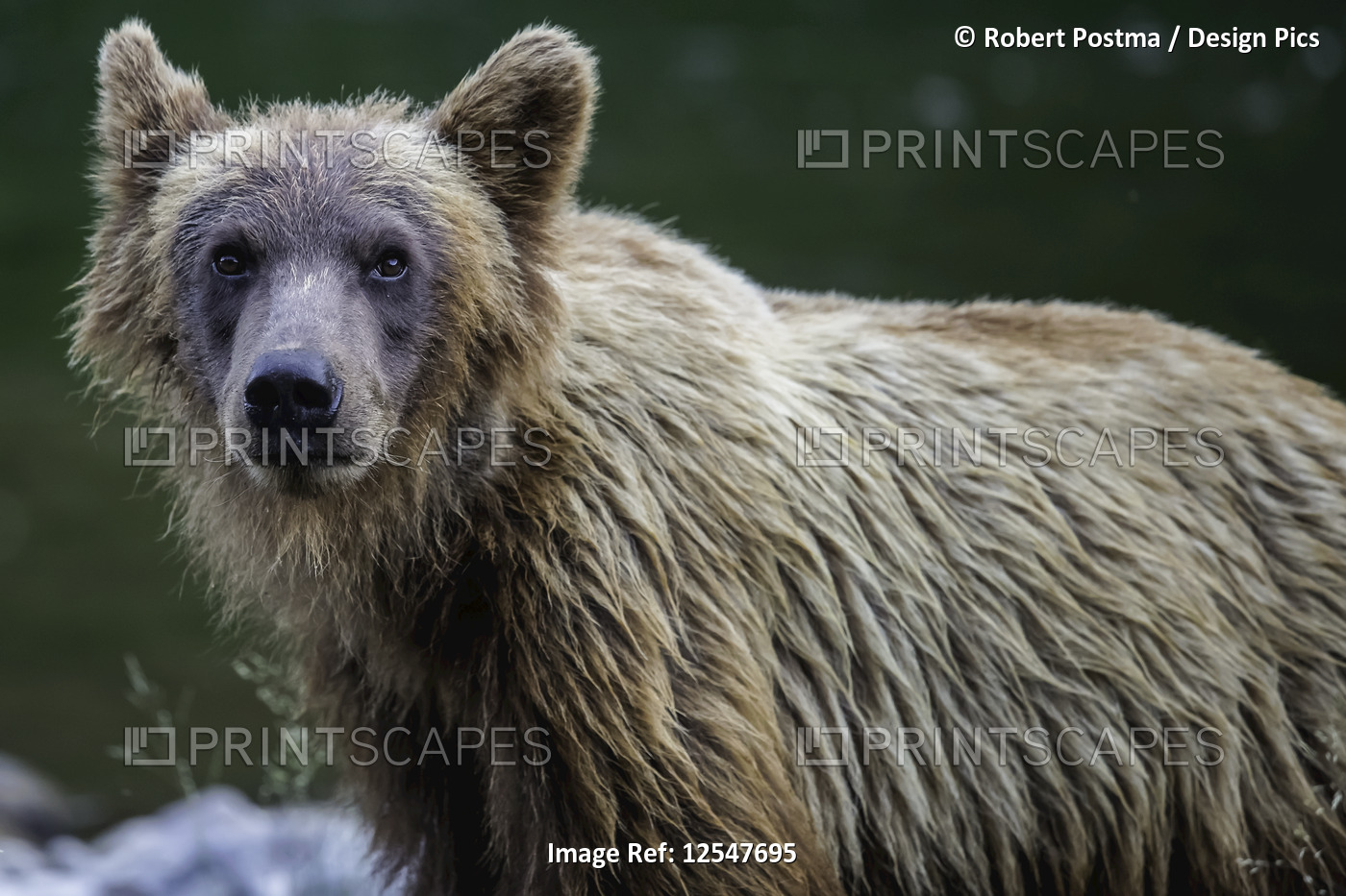 Grizzly bear (Ursus arctos horribilus), Taku River; Atlin, British Columbia, ...