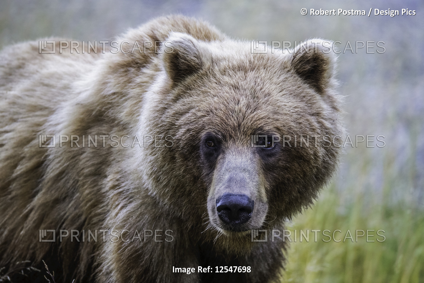 Grizzly bear (Ursus arctos horribilis), Taku River; Atlin, British Columbia, ...