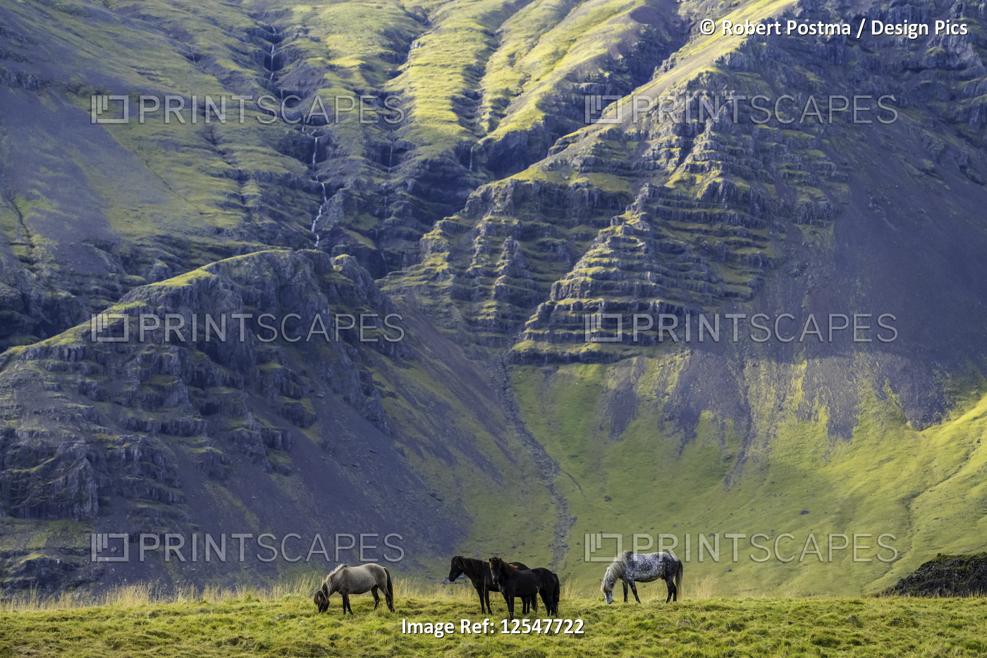 Icelandic horses in the natural landscape; Iceland