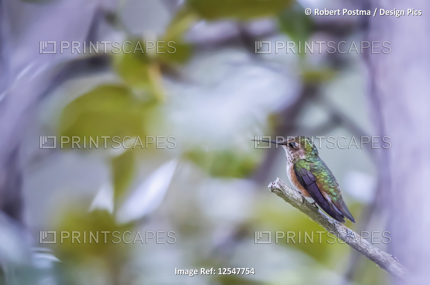 Hummingbird with colourful plumage perched on a branch; Atlin, British ...