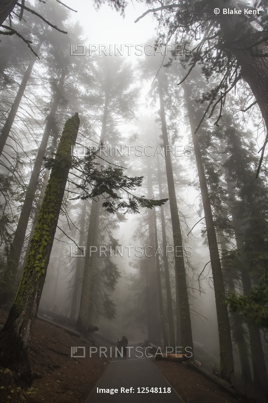 Two people walking in Sequoia National Park; Visalia, California, United States ...
