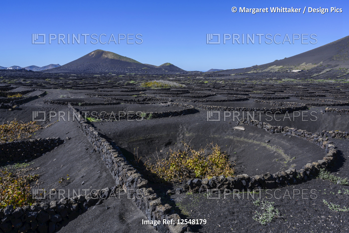 Stone wall protection for grapevines on a volcanic landscape; Lanzarote, Canary ...