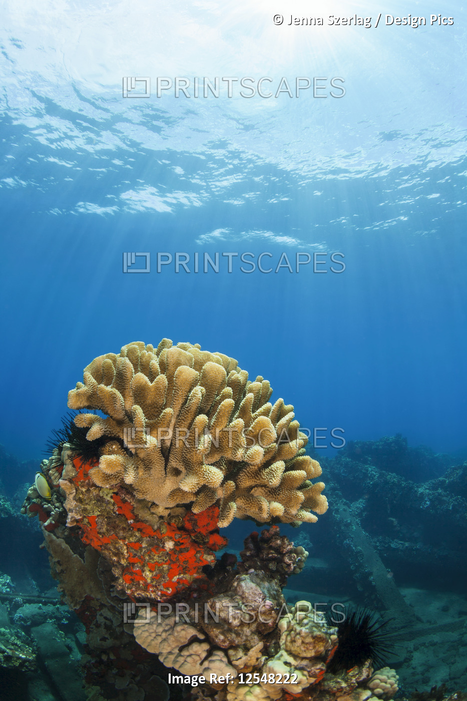 Antler coral (Pocillopora grandis) with sunburst; Lahaina, Maui, Hawaii, United ...