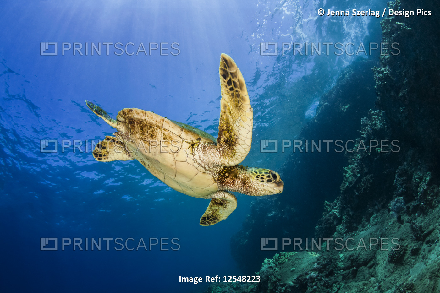 A young Green sea turtle (Chelonia mydas) swims down to reef after taking a ...
