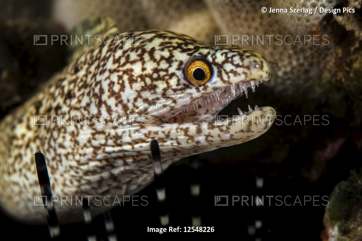 Close-up of a Stout moray eel (Muraena robusta) with sharp teeth; Wailea, Maui, ...