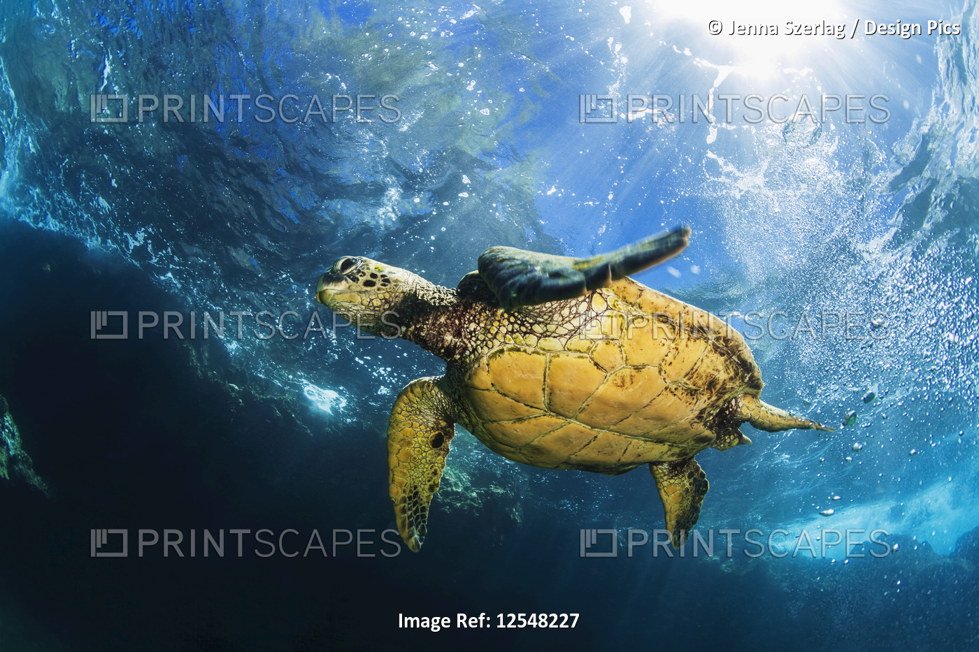Hawaiian Green sea turtle (Chelonia mydas) swimming in clear, blue water with ...