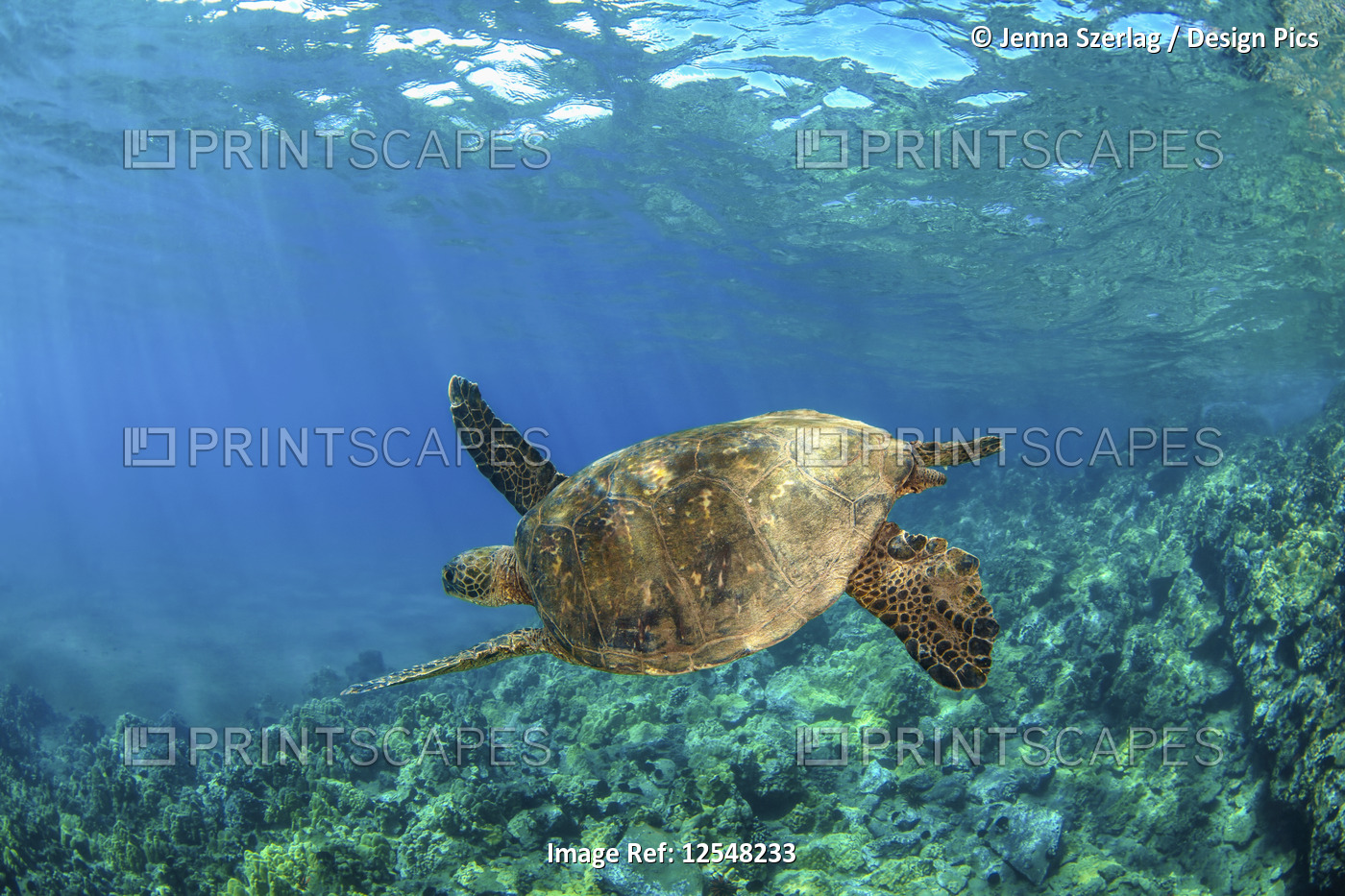 Hawaiian Green sea turtle (Chelonia mydas) swimming in clear, blue water; ...