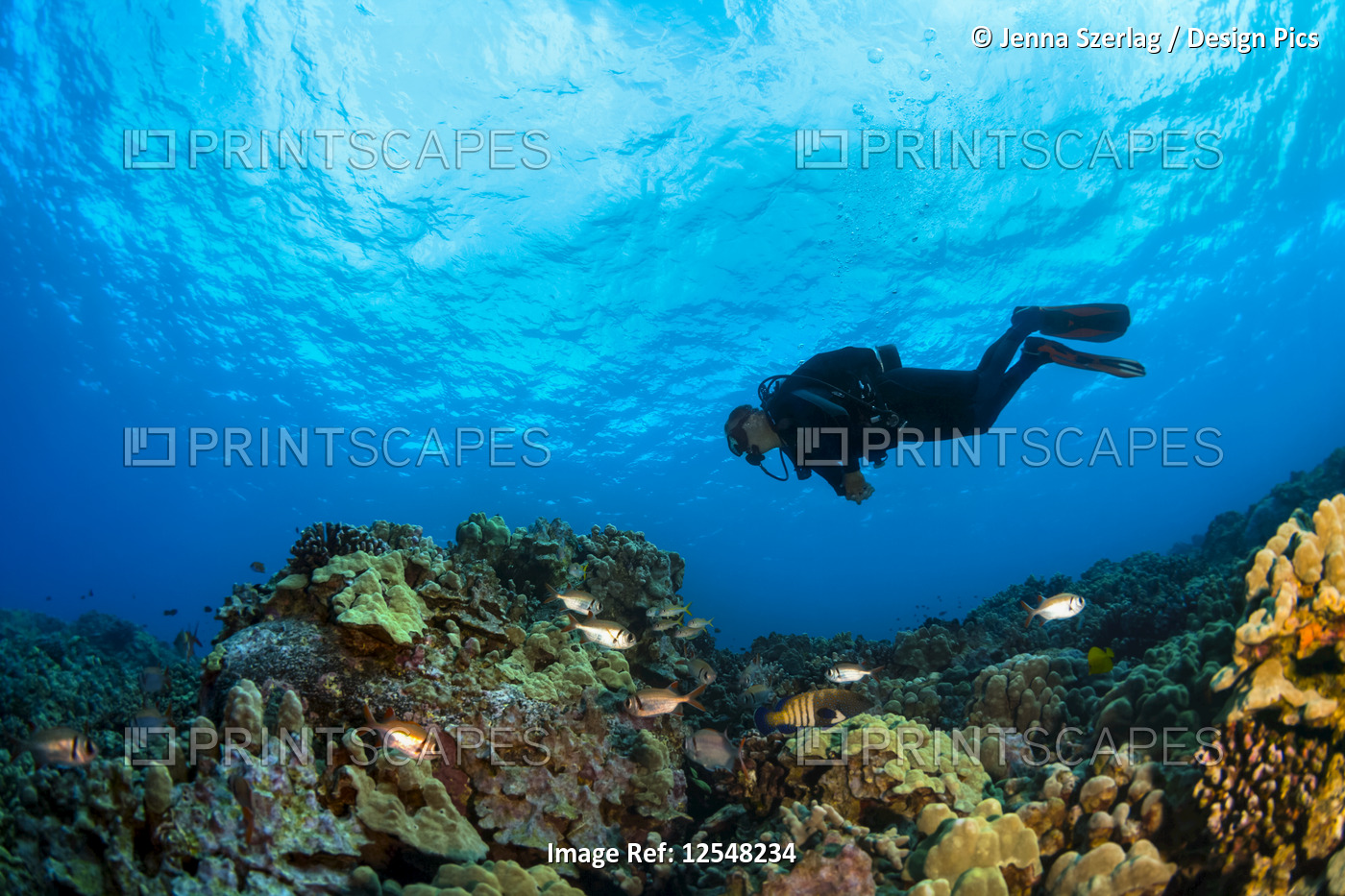 Diver swims over coral reef; Island of Hawaii, Hawaii, United States of America
