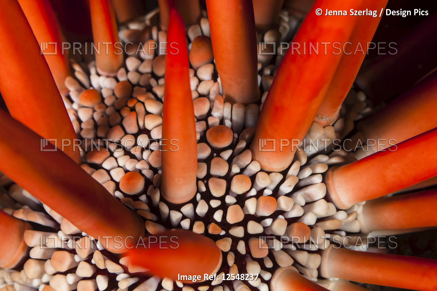A dramatic close-up of a Red pencil sea urchin (Heterocentrotus mamillatus); ...