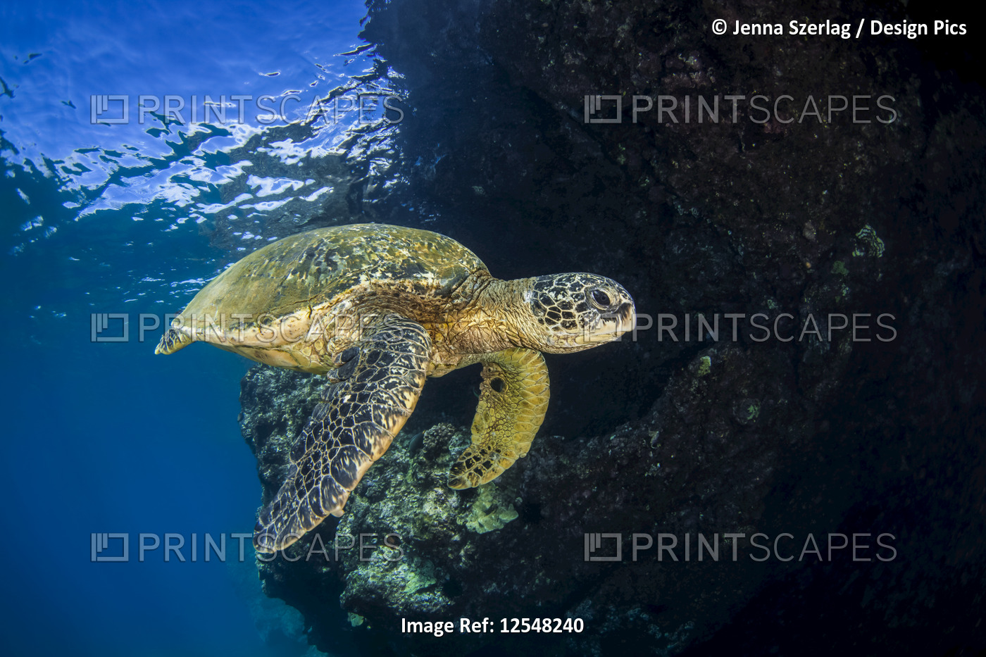 Hawaiian Green sea turtle (Chelonia mydas) swimming in clear, blue water; ...