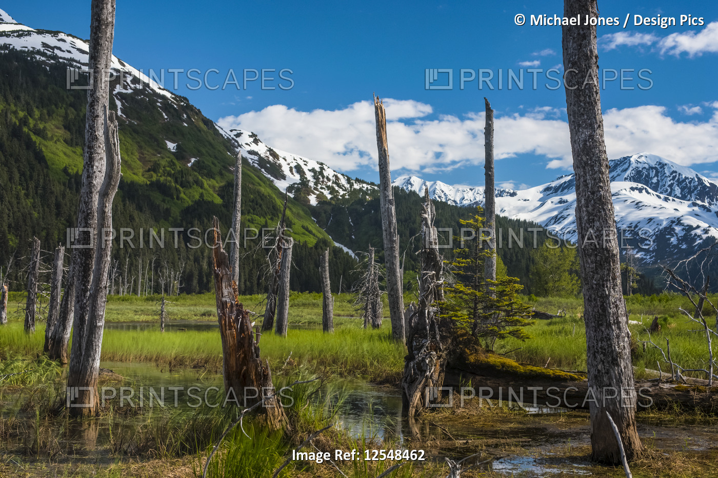 A mountain valley scenic with standing dead tree trunks on a sunny summer ...